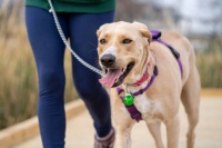 Zmeny pravidiel pre voľný pohyb psov