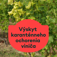 Pozor! Karanténne ochorenie viniča – Zlaté žltnutie viniča