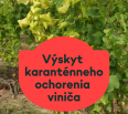 Vzhľadom na rýchly výskyt viditeľných príznakov karanténnej choroby viniča s názvom „zlaté žltnutia viniča“ je nevyhnutné, aby pestovatelia prijali účinné opatrenia na…