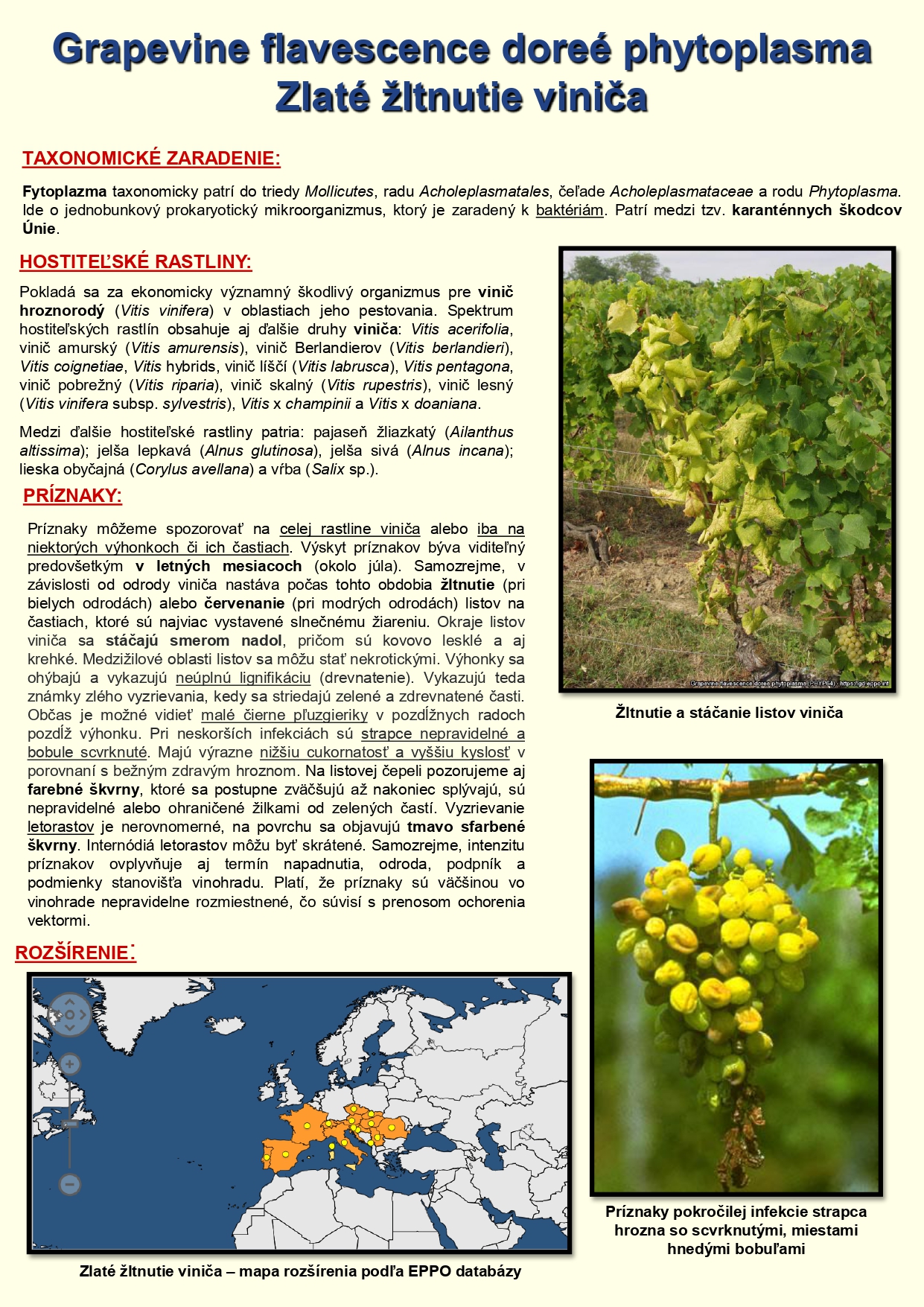 zlaté žltnutie viniča leták 2025 úplné texty_pages-to-jpg-0001
