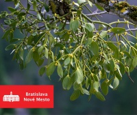 Odborníci budú skúmať, ako imelo zaťažuje stromy. Nové Mesto plánuje jeho orezy