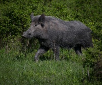 Postup mestskej časti v prípade zvýšeného výskytu diviakov na Kramároch