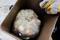 Od 4. decembra sa v Bratislave bude kuchynský bioodpad odvážať jedenkrát za týždeň. Ide o sezónnu zmenu intervalu odvozov